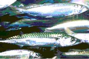 mackerel